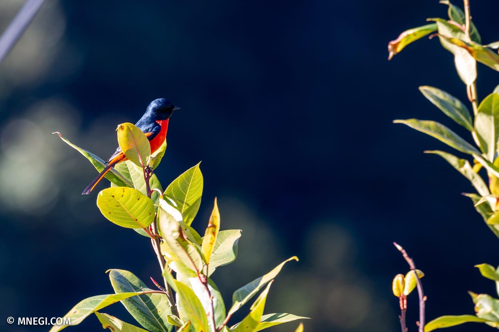 A scarlet minivet in the oak canopy