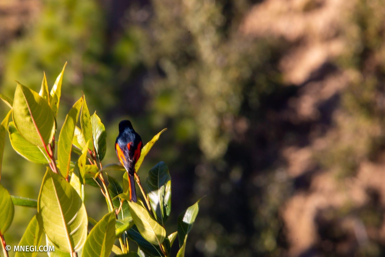 A scarlet minivet high in the oaks
