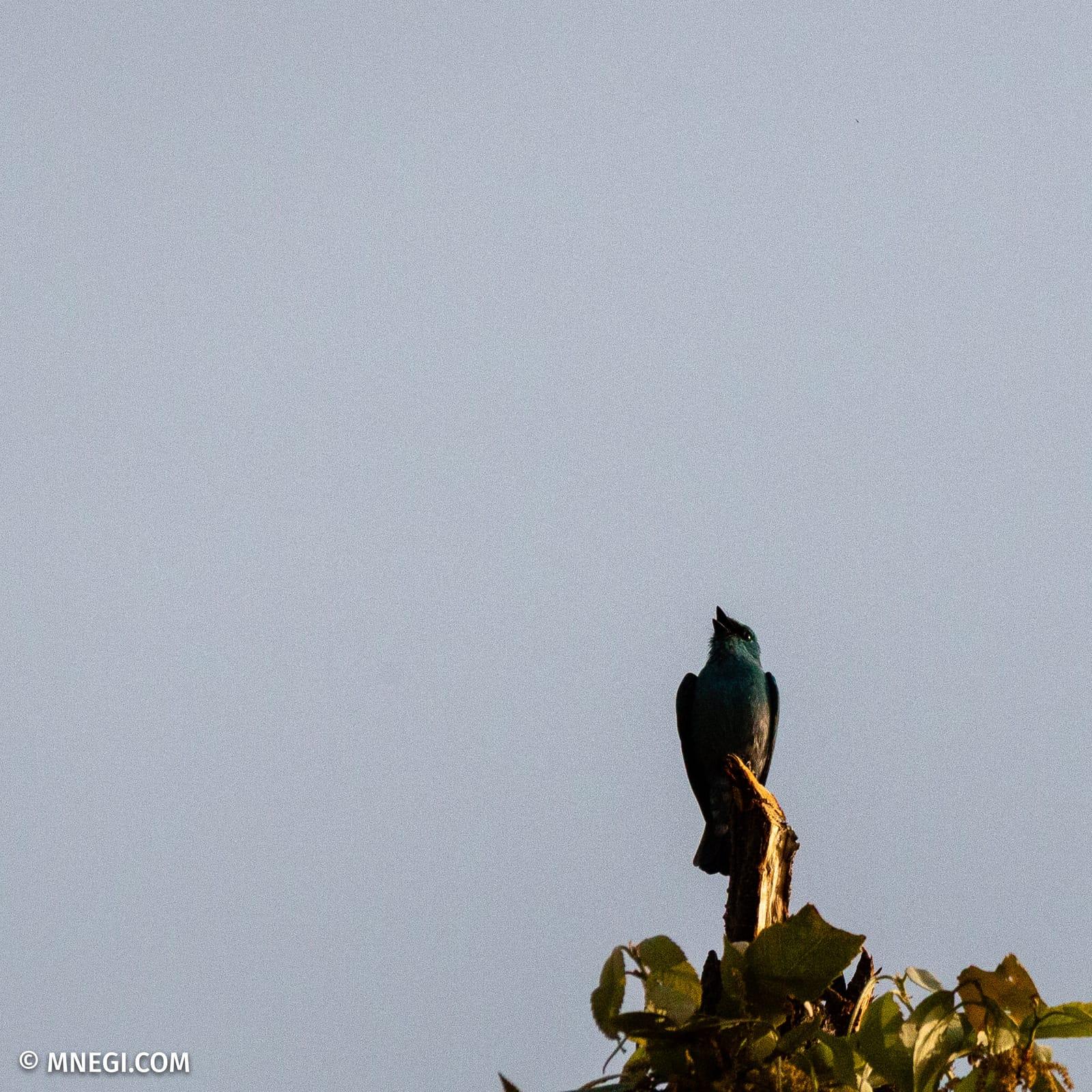 A verditer flycatcher perched in the open