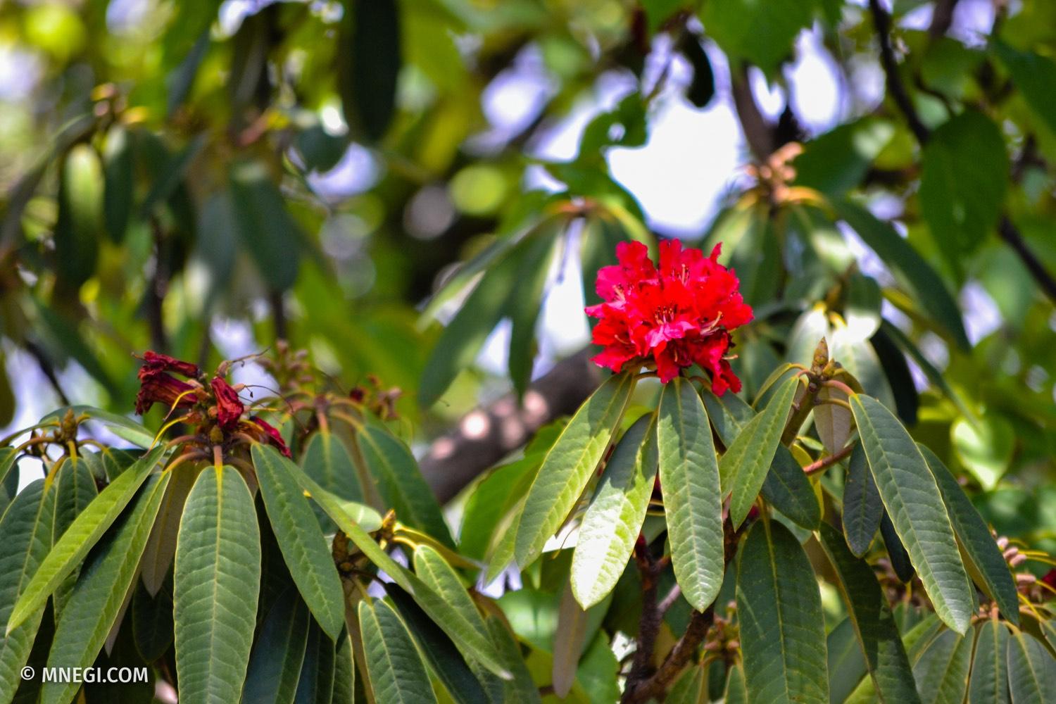 Flora