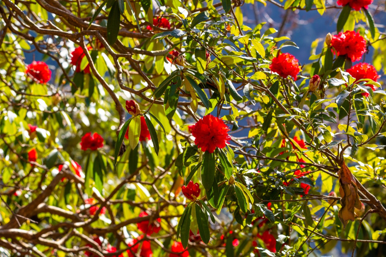 Spring in Kunja Village